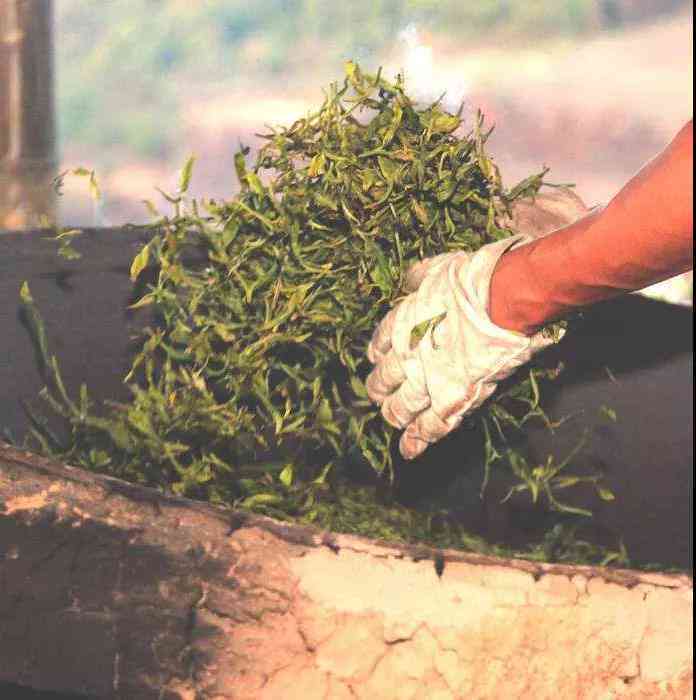 14年陈普洱茶饼的独特魅力：品饮体验与饮用建议