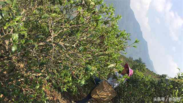 老班章普洱茶古树生茶饼价格及批发货源全解析，你不可错过的茶市指南