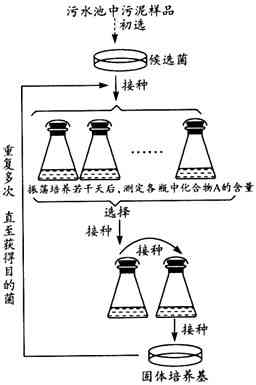 镁离子在不同化合物中的功能和应用：探究其构成物质的多样性与潜力