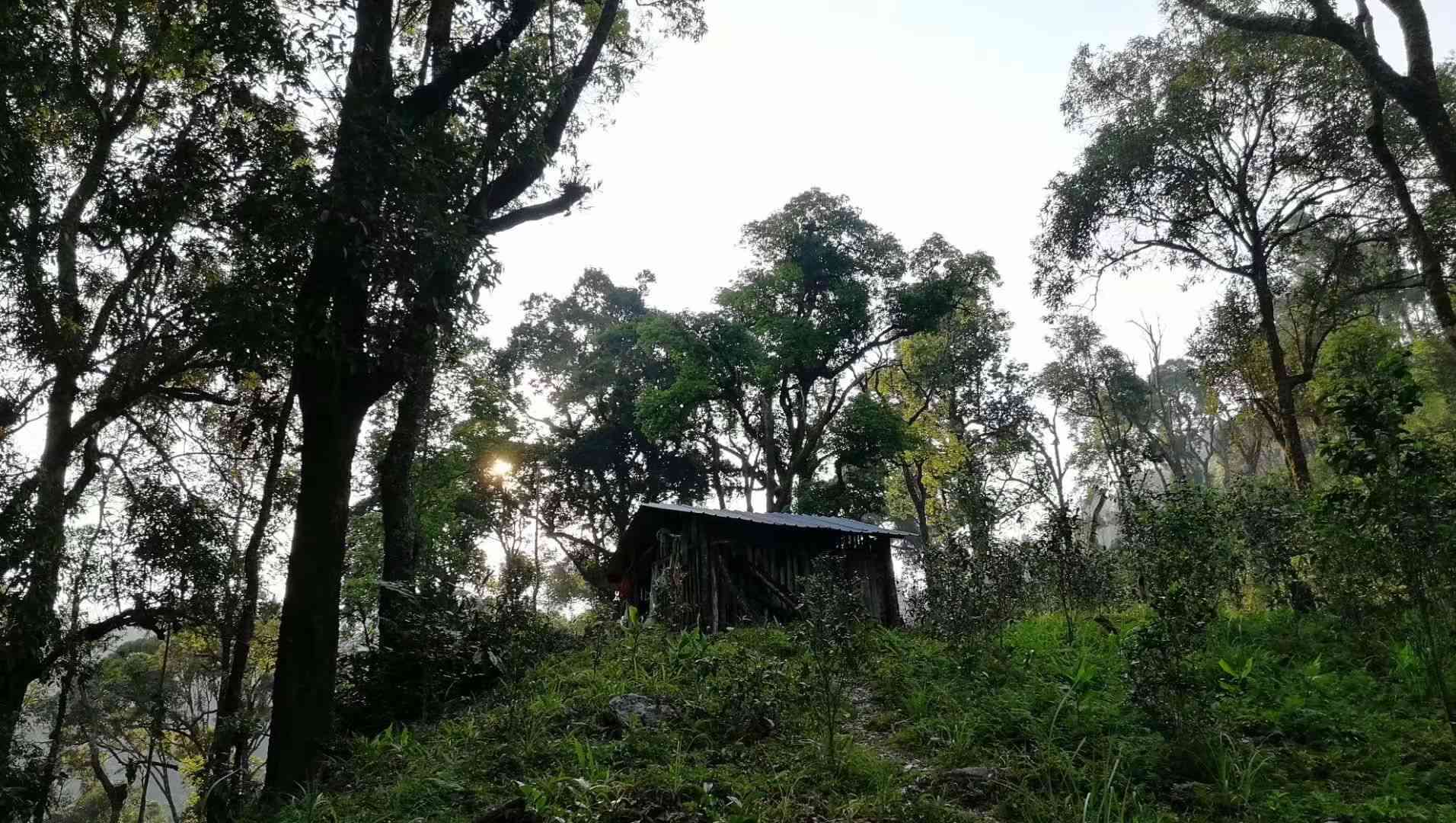 冷水河普洱茶树龄：价格与特点一览