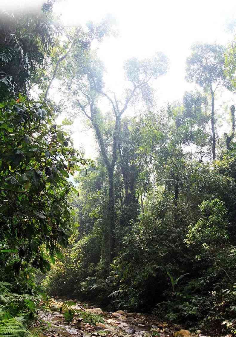 冷水河普洱茶树龄：价格与特点一览