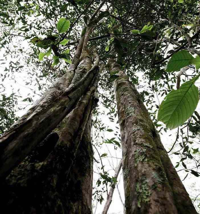 冷水河普洱茶树龄：价格与特点一览