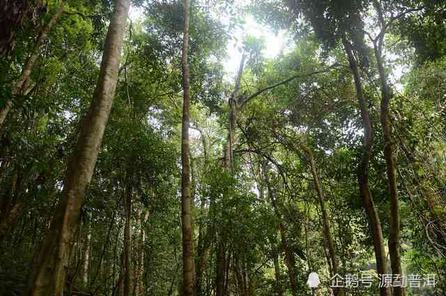 冷水河普洱茶树龄：价格与特点一览