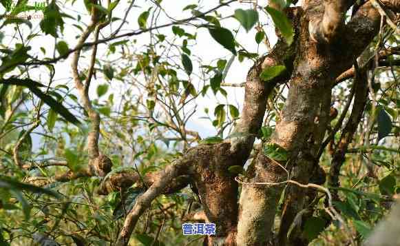 普洱茶饼里有树枝是正常的吗？