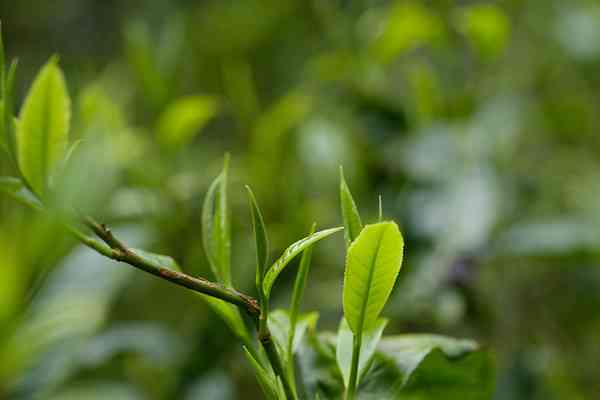 普洱茶饼全是根和叶片能喝吗