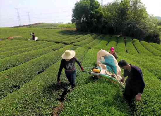 普洱茶山头产地选择：哪里的茶山能更好地促进茶叶转化？