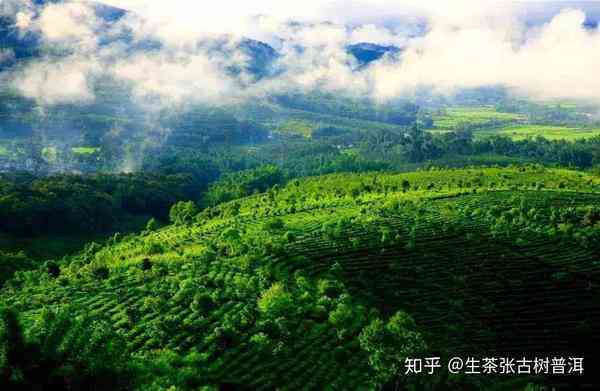 揭秘普洱茶六大山头：品味源自大山的文化与风土之醇