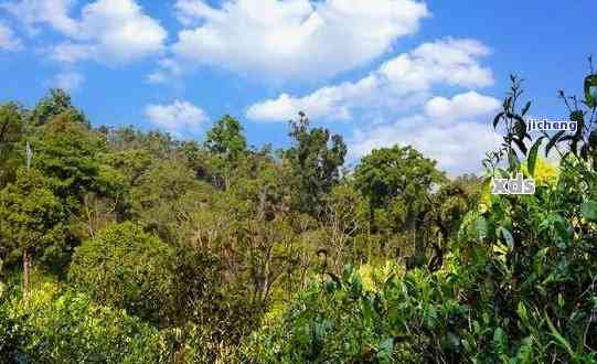 普洱茶那个山头最值得收藏-普洱茶6大山头排名