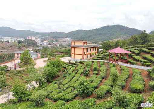 临沧双江山头普洱茶厂推荐：厂家列表及特色