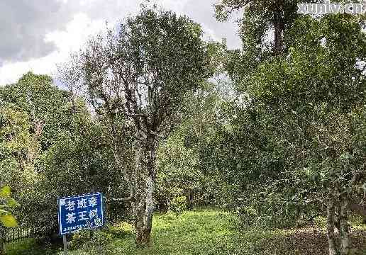 临沧市临翔区冷水箐普洱茶厂：地址、联系方式与官方网站信息全面解析