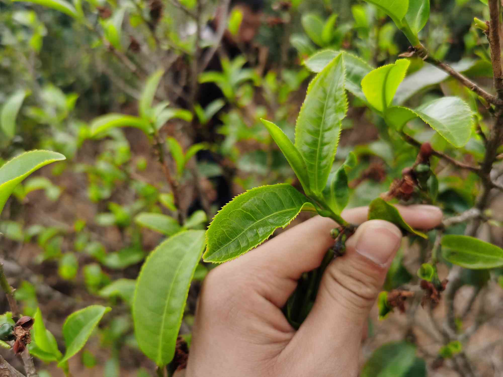 探究普洱茶的采摘与制作：从嘴唇的角度看茶叶的秘密