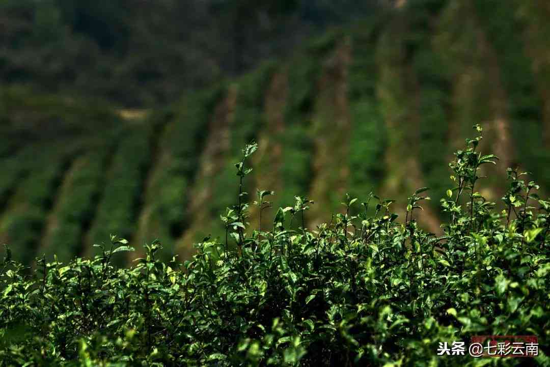 探索云南普洱茶：勐海宫廷十年品质之路，一次全方位的品茶之旅