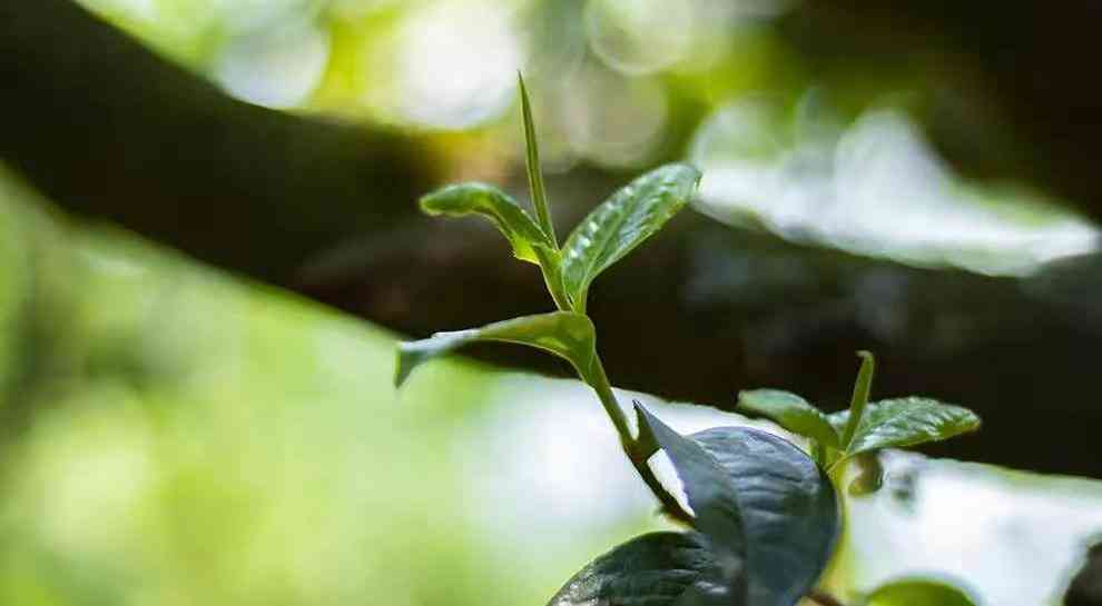 冰岛老寨古树茶属于普洱茶么