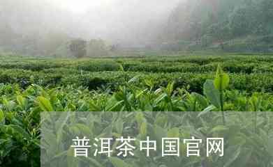 中国普洱茶产业网官方网站