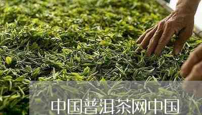 中国普洱茶产业网官方网站