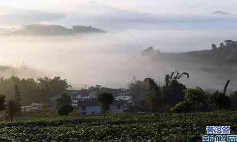 大山深处：普洱茶叶产区与名山的记忆之旅