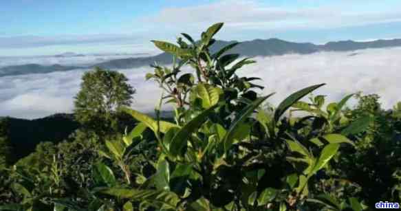 大山深处：普洱茶叶产区与名山的记忆之旅