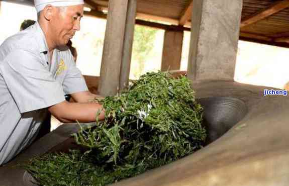 普洱茶制作全过程：从采摘到成品的详细工艺解析，了解普洱茶的魅力与品质