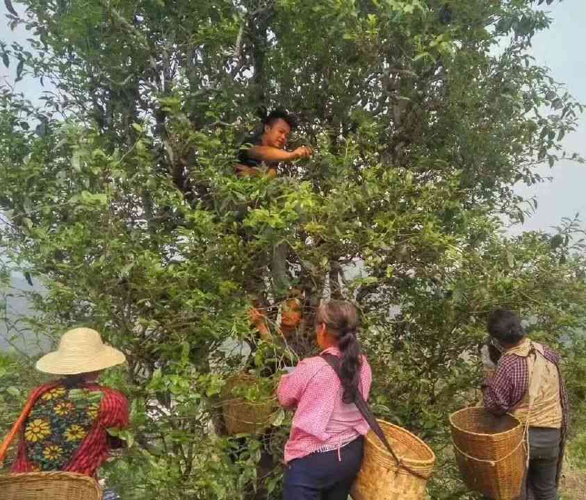 人工采摘的普洱茶饼怎么保存