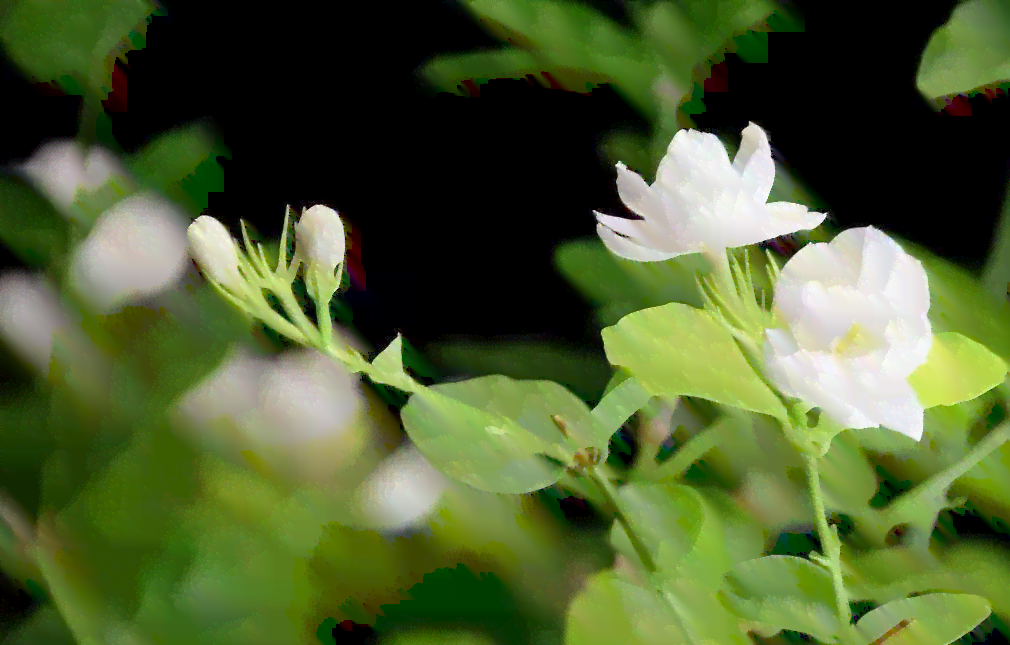 茉莉花香之谜：为何香气如此迷人？