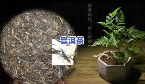 冰岛母树普洱茶价格表：大师级品质解析