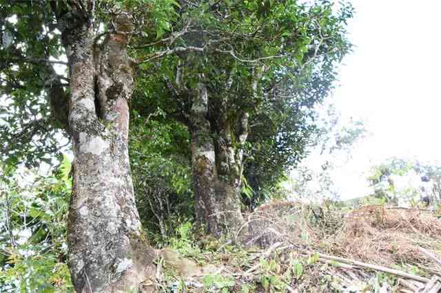 思地区60年树龄古茶树普洱茶：时间与历的完美交融