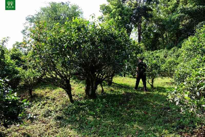 思地区60年树龄古茶树普洱茶：时间与历的完美交融