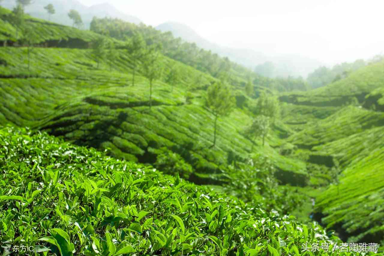 思地区60年树龄古茶树普洱茶：时间与历的完美交融