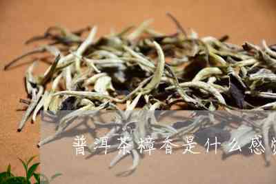 樟香普洱茶好不好喝呀怎么分辨真假与好坏