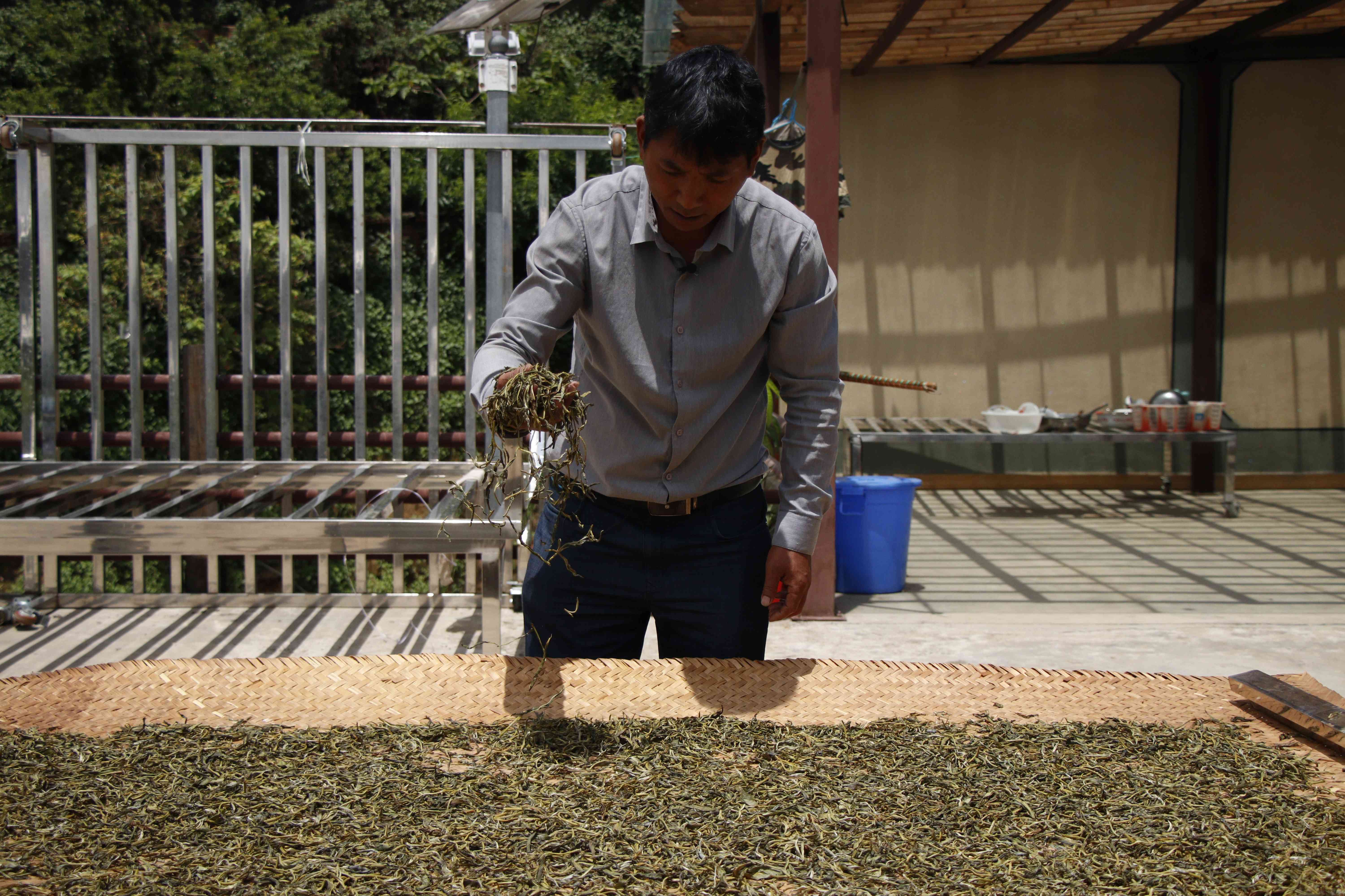 探究老班章普洱茶的制作工艺与其是否属于熟茶