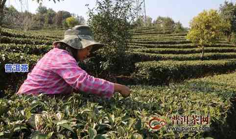 云南普洱茶采摘多少钱一斤