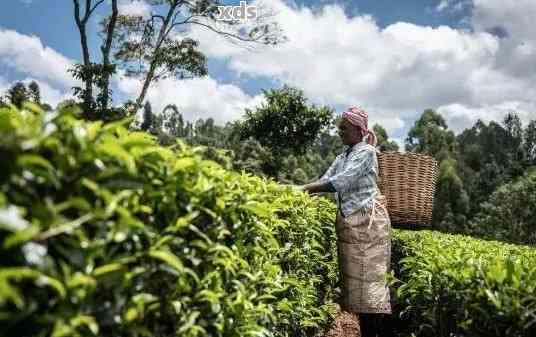 云南西双版纳茶山传奇：普洱茶陈年魅力与的探索