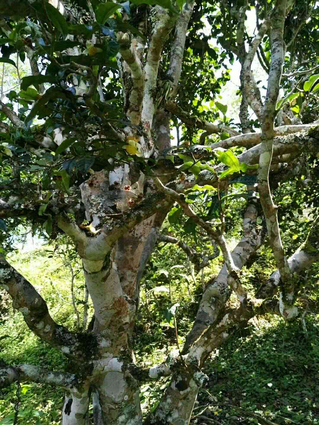 冰岛古树普洱茶88年稀有珍品，价值评估与市场行情分析