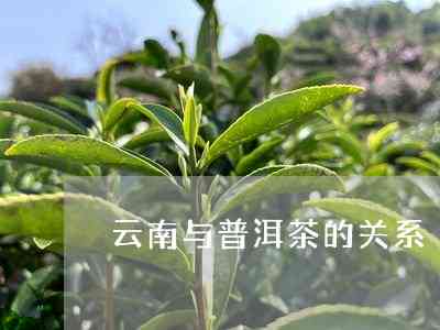 云南茶在茶经中的缺失：探究羽未曾涉及的原因与普洱茶的影响