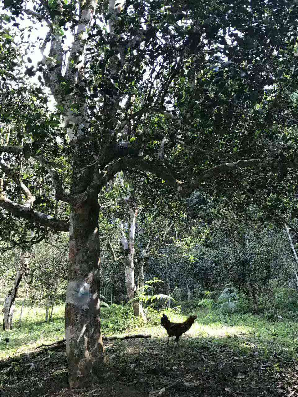 普洱茶易武茶的特点是什么