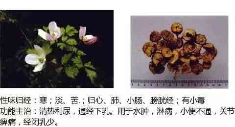 玉水是哪个中药的别名：揭示其功效与药性