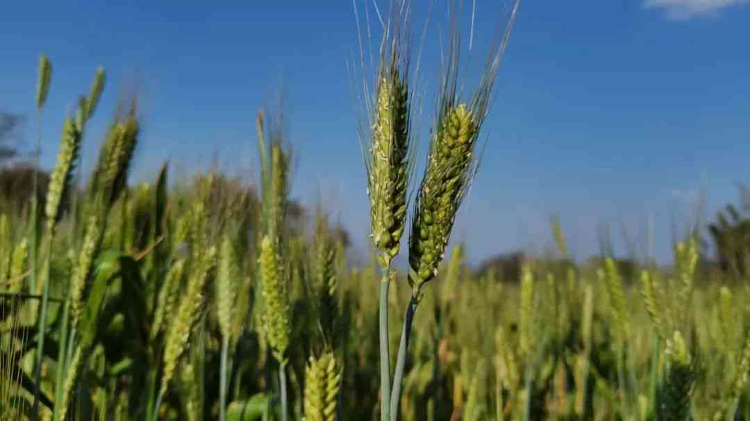 从茶山到山涧：探索普洱茶产区的全方位指南与品鉴体验