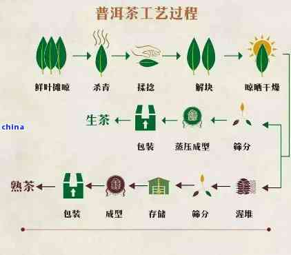 云南普洱茶的种类、制作工艺及其所属茶叶类型详解