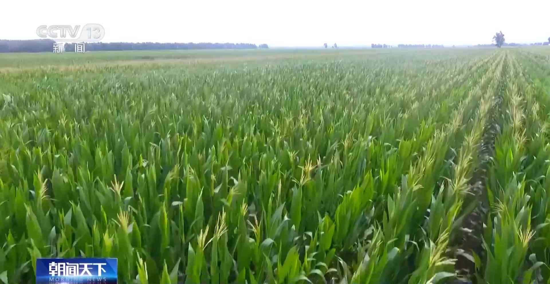 绿色豆种的种植技术与实践经验：从选购到培育，全面掌握豆种生长全过程