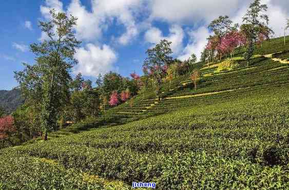 云南无量山普洱茶产地是哪里