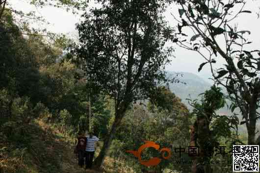 云南无量山普洱茶产地是哪里