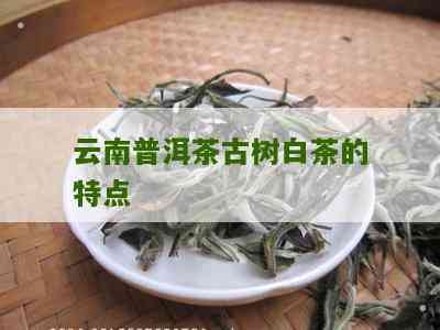 云南古树白茶：独特风味与普洱茶的差异探讨