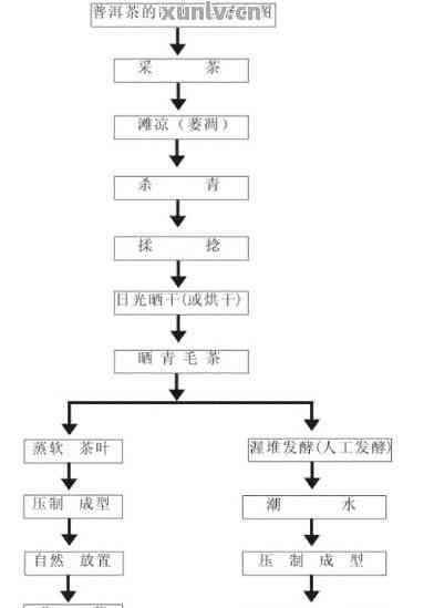 普洱茶加工关键工艺流程：探究重要工序与意义