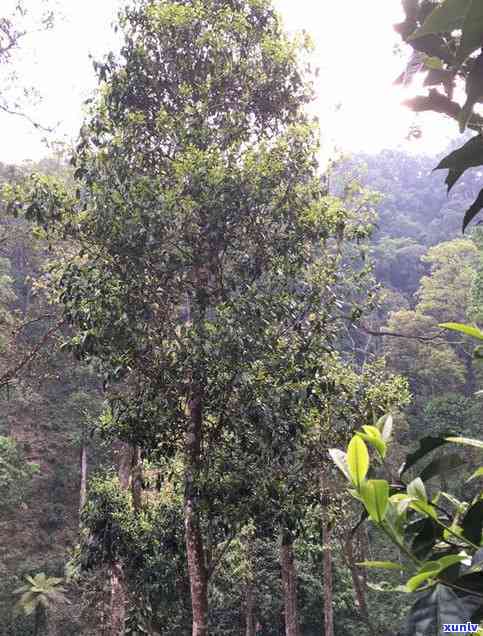 普洱茶高杆茶：古树特点与价格概述