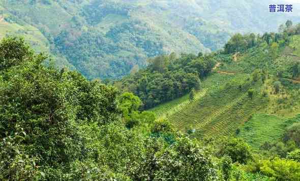 探索普洱茶产地：哪位名家故里的茶最知名？