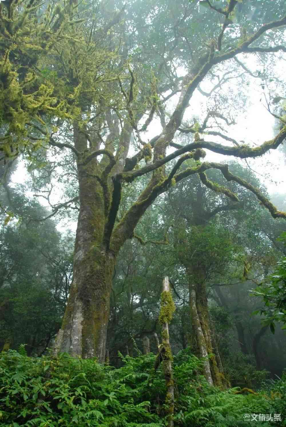 探索普洱茶价值：哪一款茶树在昂贵的茶山上成为明星？