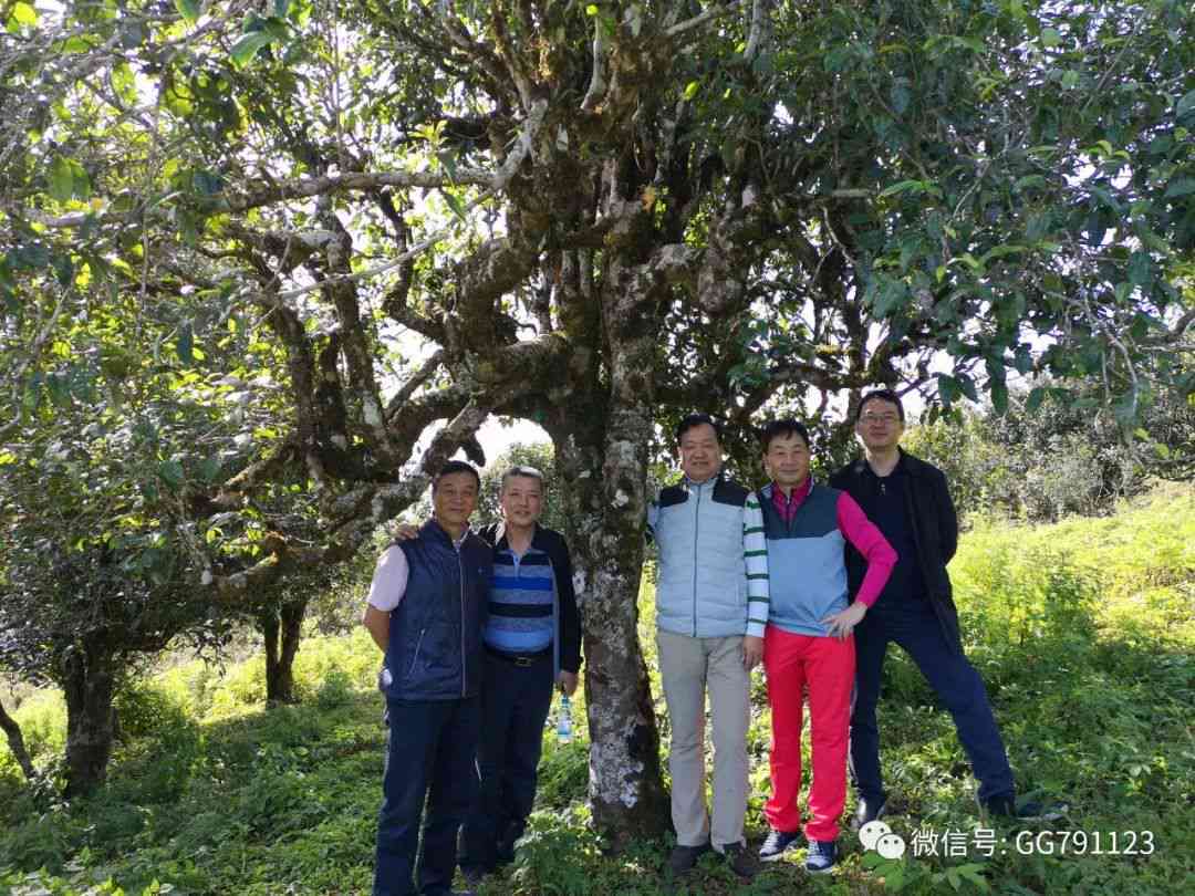 百年古树普洱茶现场直播中