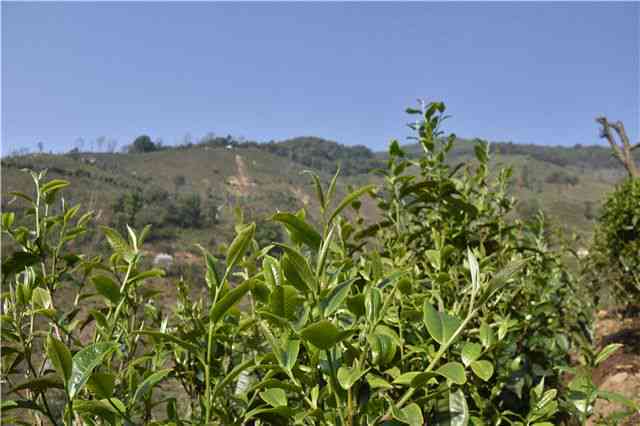 普洱茶何时分山头及海头？