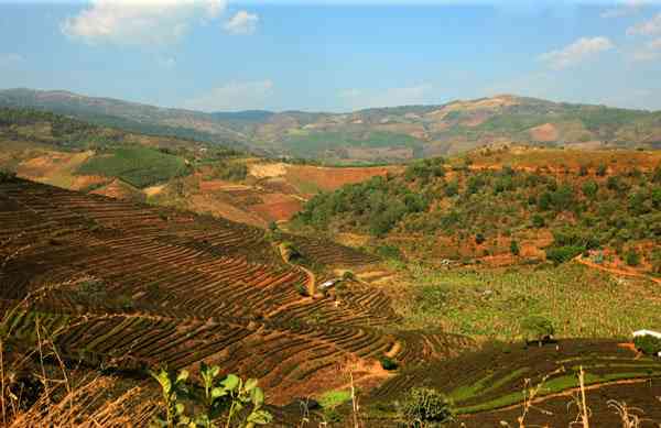 云南临沧著名山头产茶：布朗、昔归、景迈等六大茶山的历与特点