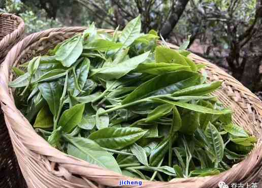 普洱茶从哪一年开始有山头茶